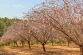 Almond Tree Blossoms